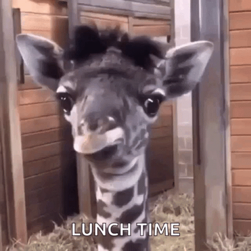 Lol Omg GIF