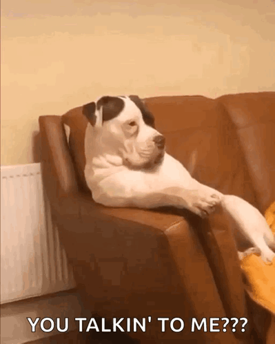 Looking Dog GIF