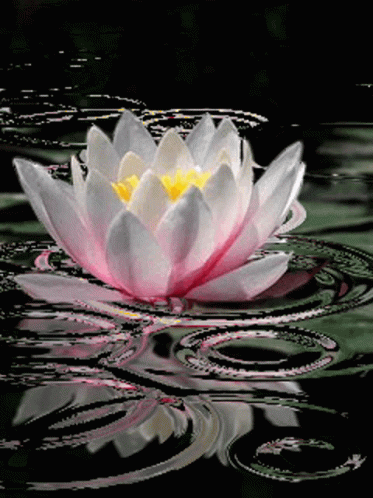 Lotus In Rain Rain Lotus GIF
