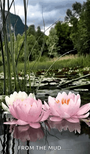 Lotus Pond GIF