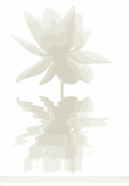 Lotus White GIF