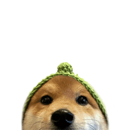 Loucoinonsol Louonsol GIF