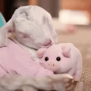 Love Bacon GIF