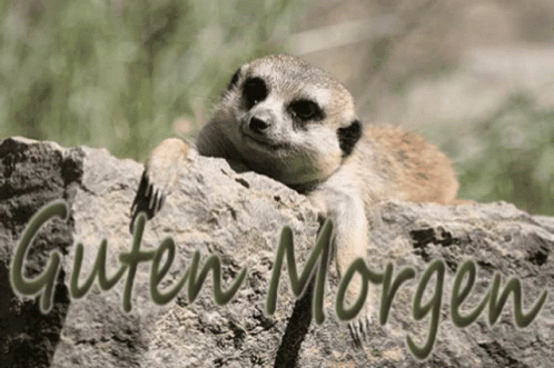 Love Guten Morgen GIF