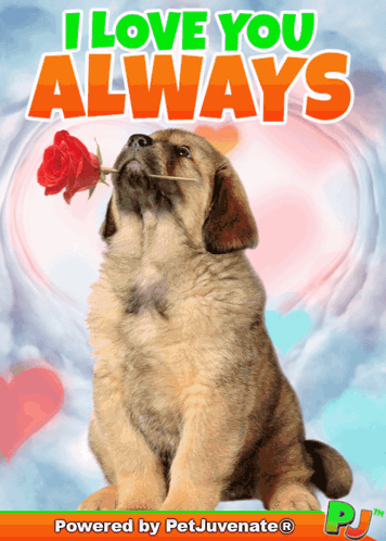 Love You Always Boop Bork Blep Boof And Hound Dog GIF