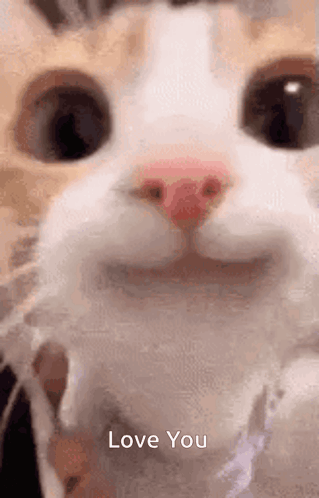 Love You I Love You GIF
