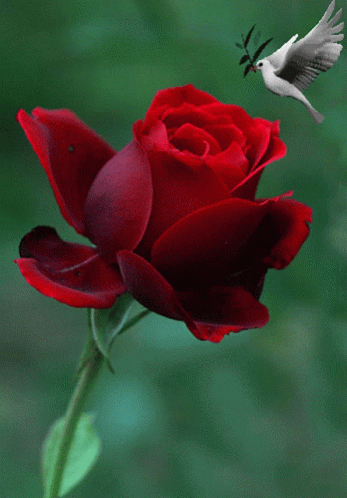 Love You Red Roses GIF