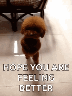 Lucu GIF