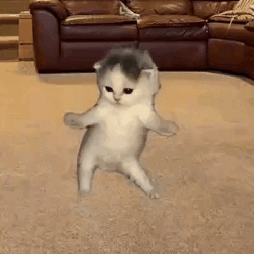 Lumedoallumenaria Dancing Cat Ai GIF
