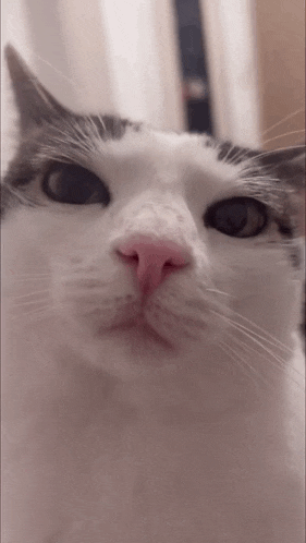 Luna Cat GIF