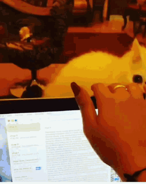 Mad Cat GIF