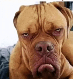 Mad Not Amused Meme