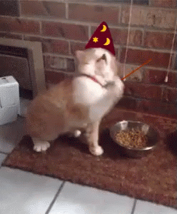 Magic Cat GIF
