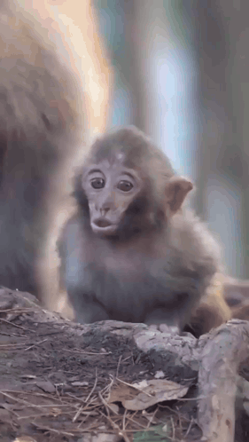 Mama Monkey Pulling Hair GIF
