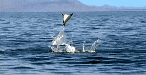 Manta Ray Jump GIF
