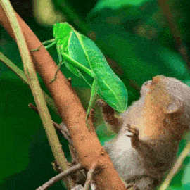 Marmoset Marmozeta GIF