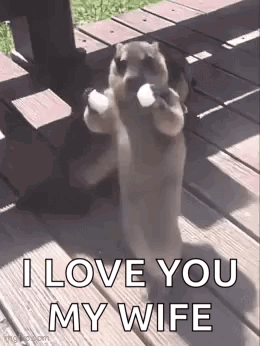 Marmot Ai Dance GIF