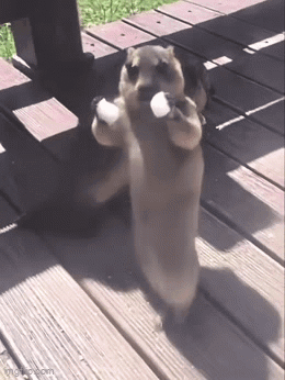 Marmot Ai Dance GIF