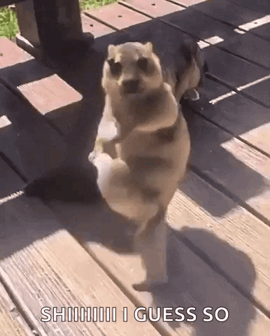 Marmot Ai GIF
