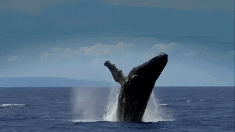 Mckinley Whale GIF