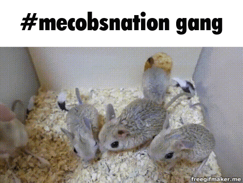 Mecobs Mecobsnation GIF