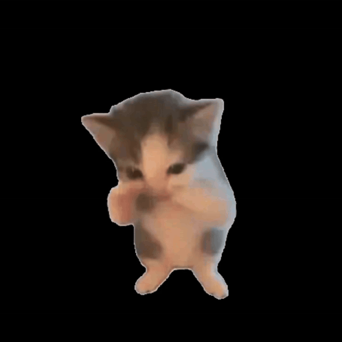 Meme Cat Cat Meme GIF