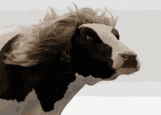 Meme Cow GIF