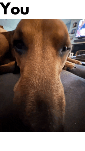 Memes Funny Dog GIF