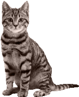 Meow Sticker