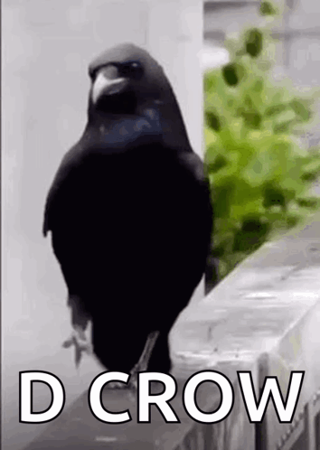 Merlo Uccelli GIF