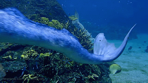 Merman Mermaid GIF
