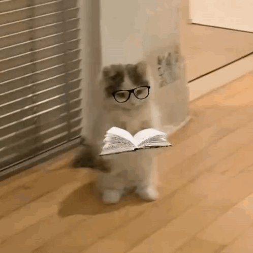 Michi Cat Meme GIF
