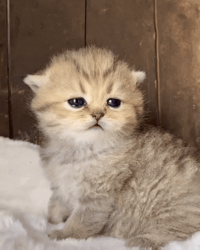 Miloie Miloskovi GIF