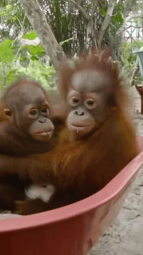 Mingler Ape GIF