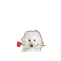 Miss You I Miss You Sticker