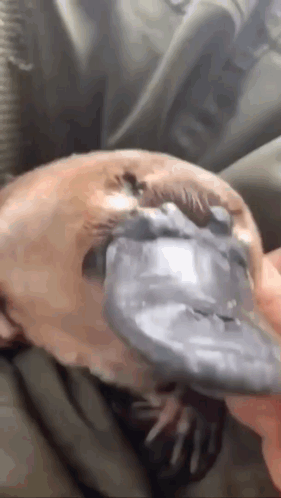 Mmachat Platypus Pet GIF