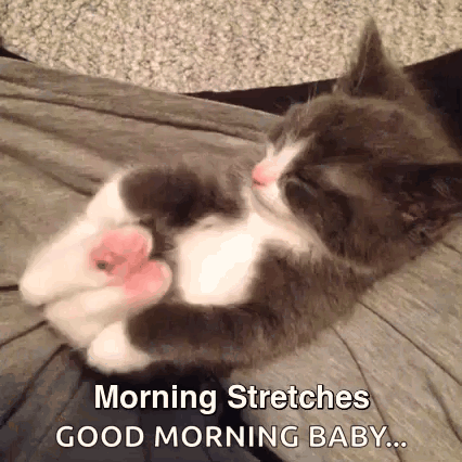 Modelkitty Cats GIF