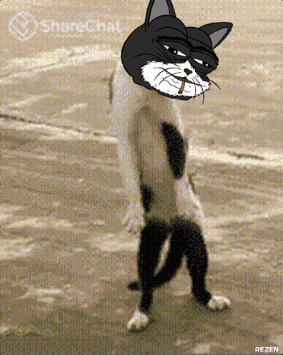 Mogi Mogicet GIF