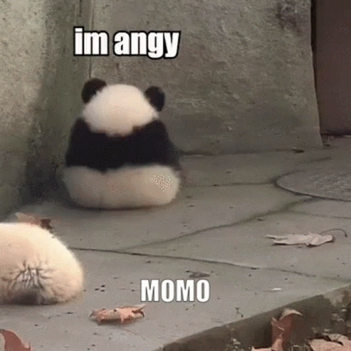 Momo Panda Angy GIF