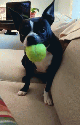 Monday Funday GIF