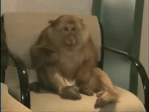 Monke Cute Monkey GIF