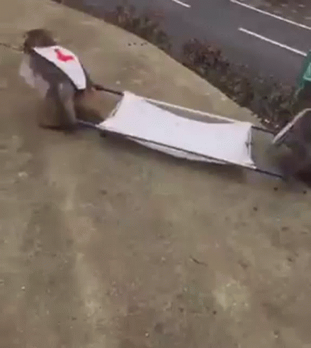 Monkey GIF