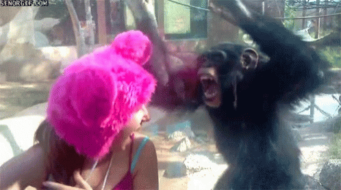 Monkey Crazy GIF