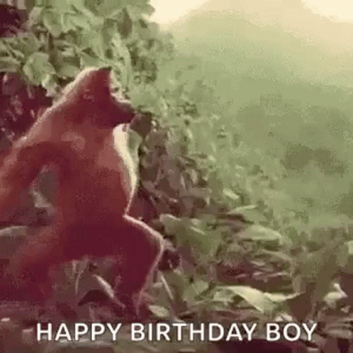 Monkey Dancing Monkey GIF