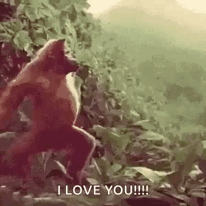 Monkey Dancingmonkey GIF