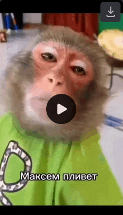 Monkey Funny Meme