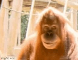 Monkey Gggutya GIF