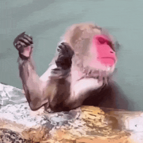 Monkey Looking At His Nails Nosolohit GIF