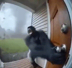Monkey Monkee GIF