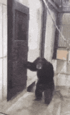 Monkey Monkey Banging GIF